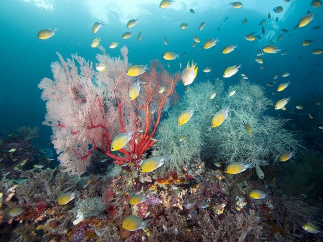 Fish swim among coral reefs which are home to marine biodiversity.