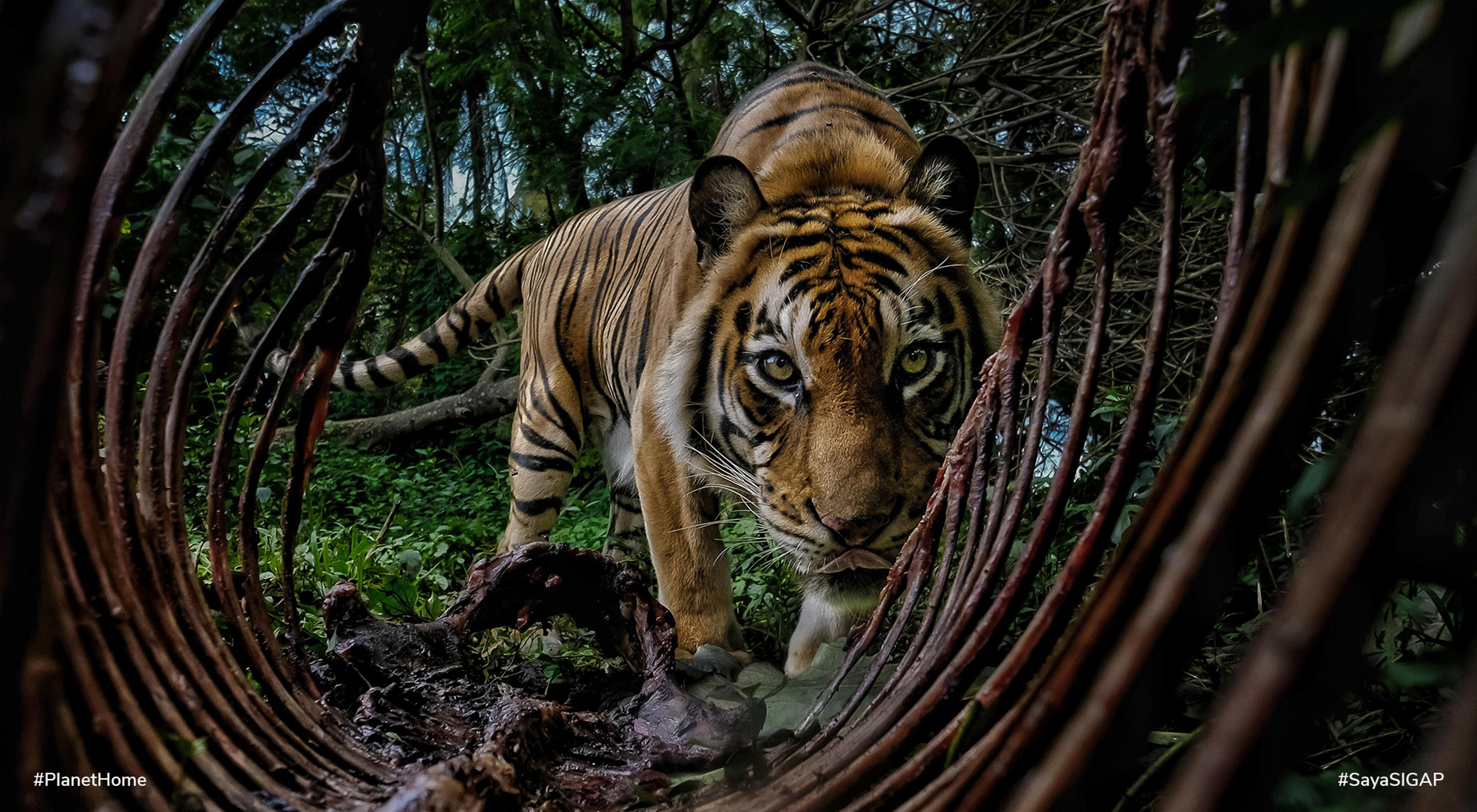 A tiger was caught on camera pulling at the bones of an animal on the edge of indonesia's rainforest.