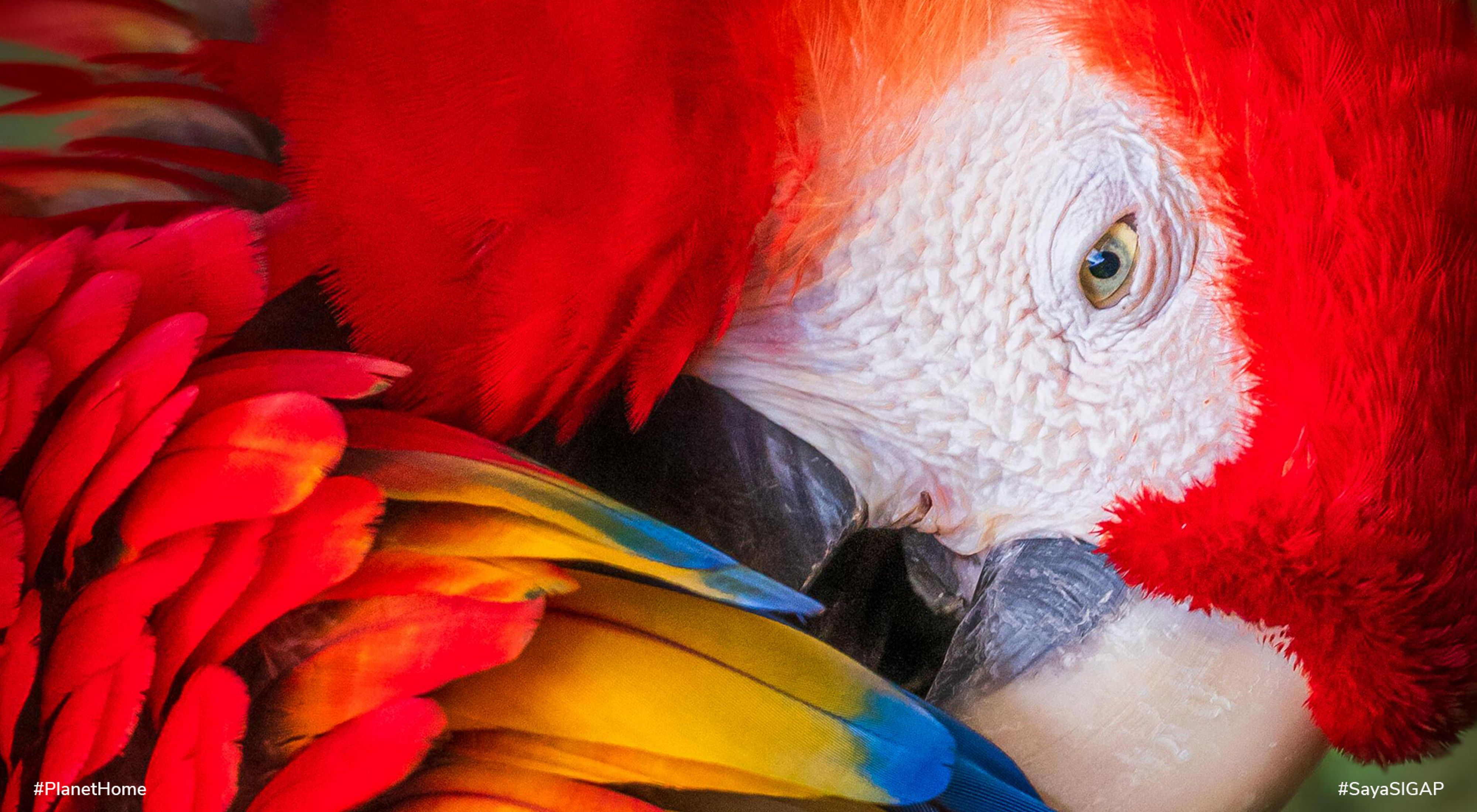 Macaw adalah burung yang sangat mencolok karena warna dan gerakannya, gerakan ini memikat saya ketika saya melihat kembali ke kamera, foto diambil di Kosta Rika, pada 12/2020.