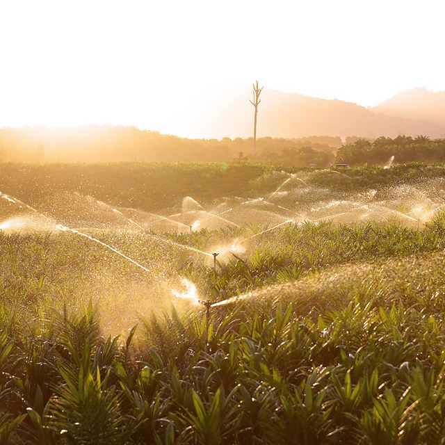 The process of watering oil palm seedlings in the morning, using an automatic sprinkler.