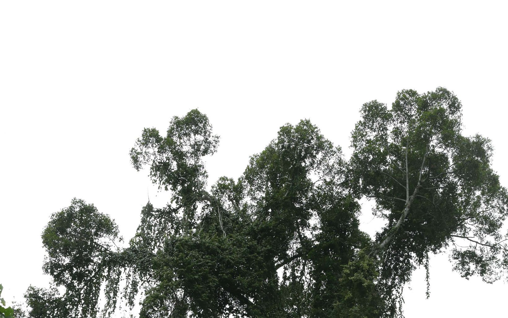 
                
                  Tajuk rindang Kanopi umumnya berada di ketinggian 30 meter di atas tanah, terdiri dari cabang dan daun pohon hutan hujan yang tumpang tindih.
                  © YKAN
                
              