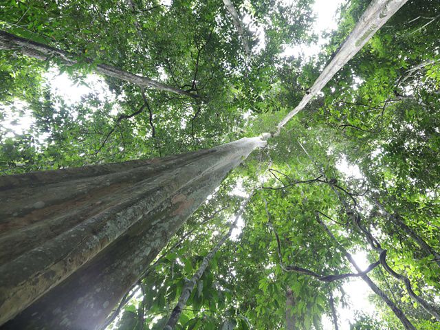 Hutan Kalimantan