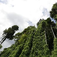 The island of Borneo is one of the lungs of the world because of its forest area, which is about 40.8 million hectares