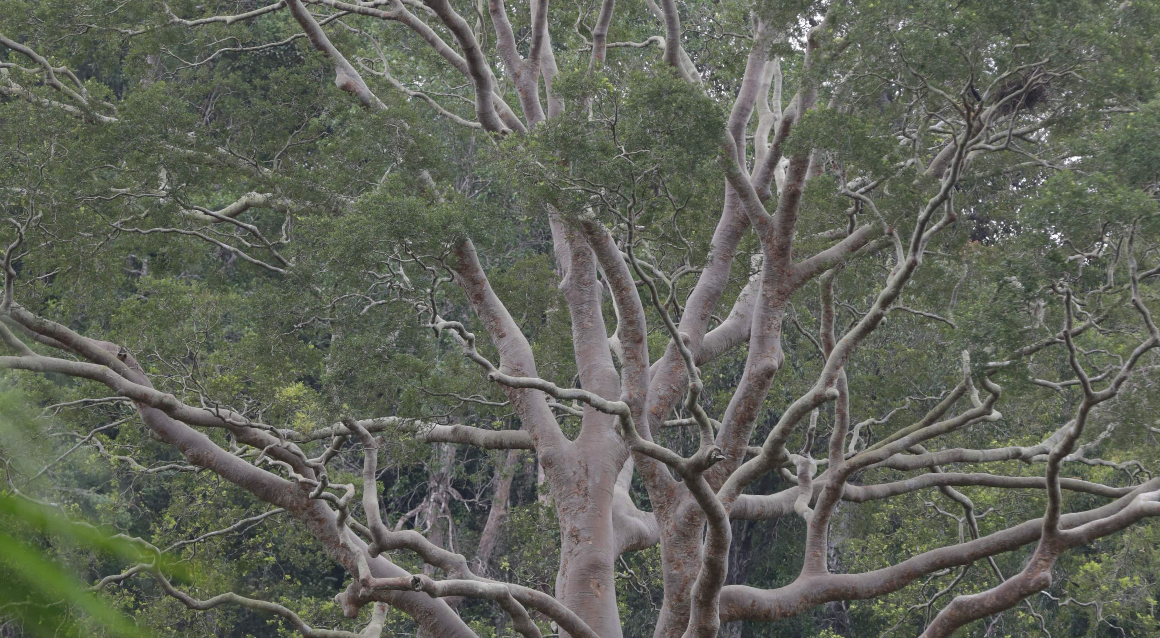 Pohon Jelutung