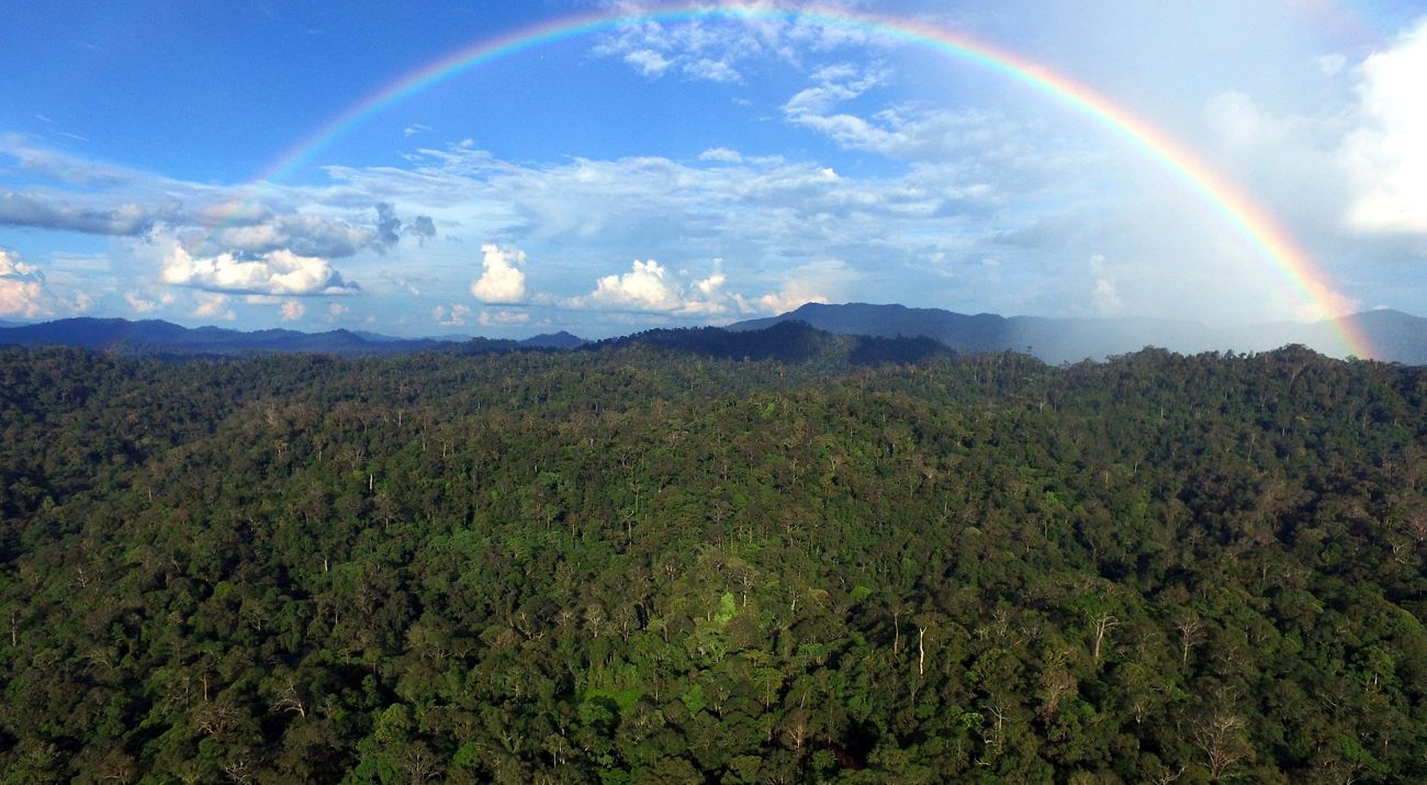 Hutan Lindung Wehea