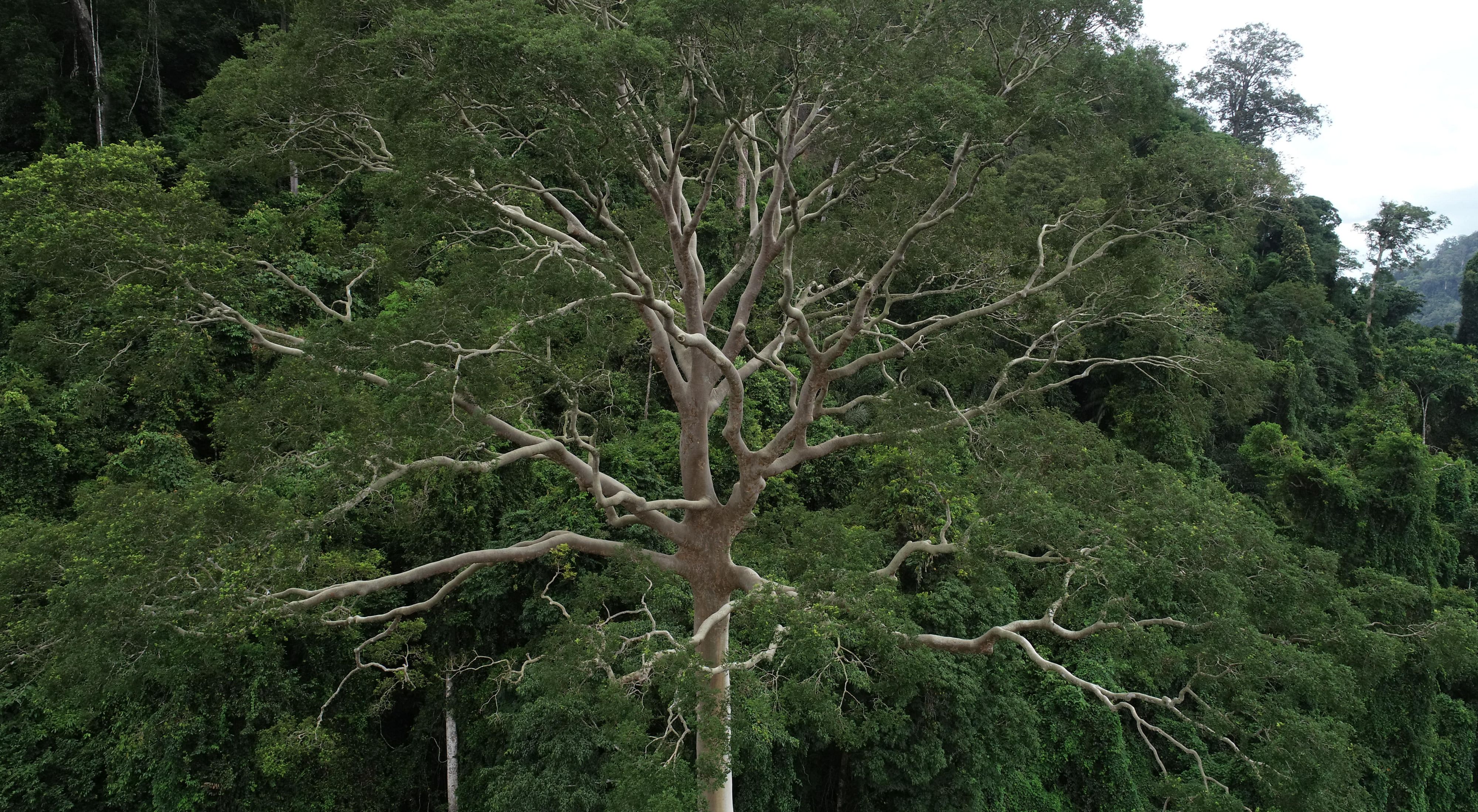 Keindahan hutan Kalimantan