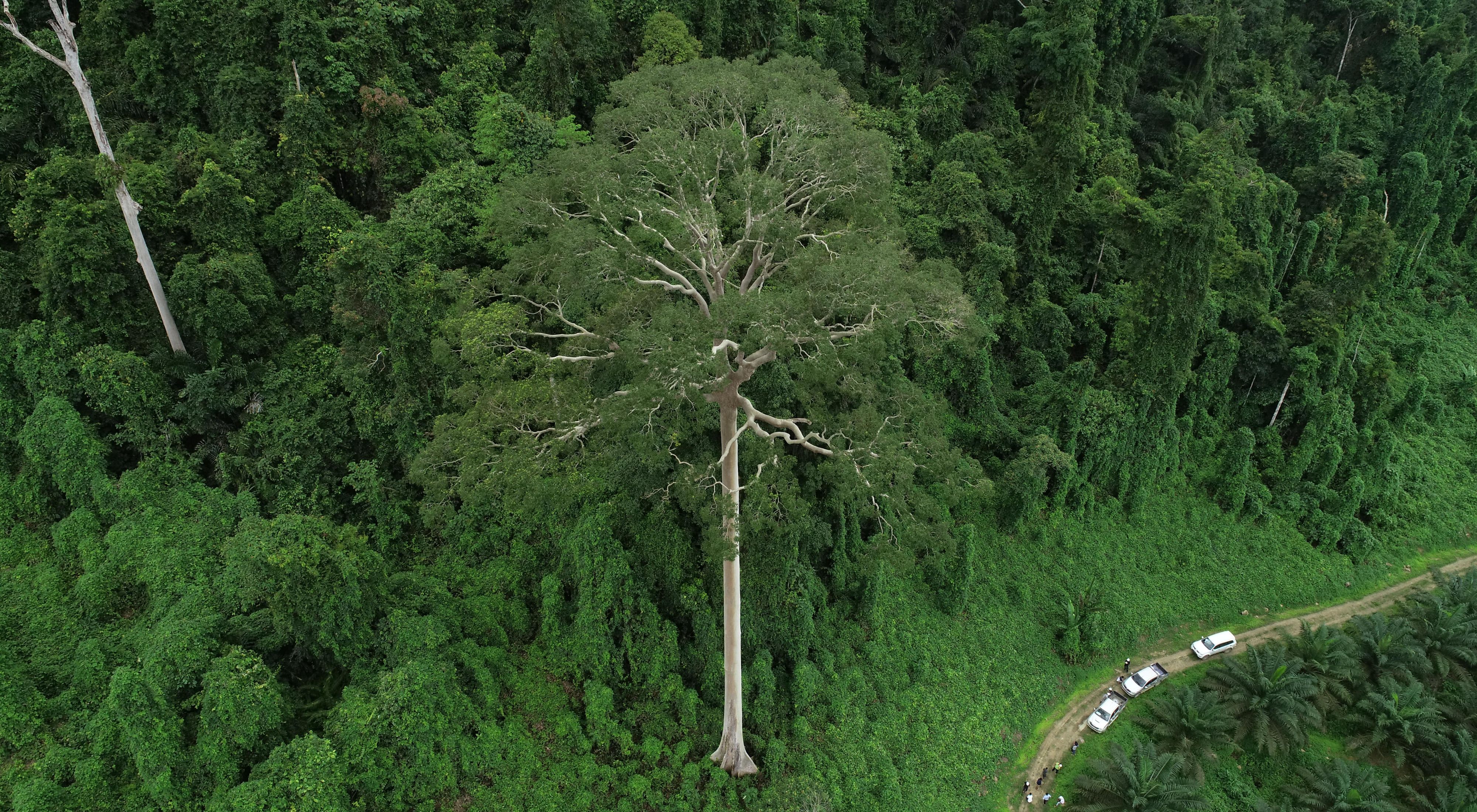 Kalimantan Timur menyimpan lebih dari 3,2 juta ton karbon dan merupakan habitat dari ratusan spesies yang terancam punah. Jantung Borneo adalah hotspot keanekaragaman hayati