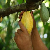 a hand reaching up to grab a cacao pod from a tree