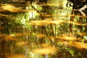 Reflections of trees on water.