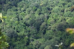 Vegatasi Hutan Kalimanatan Timur
