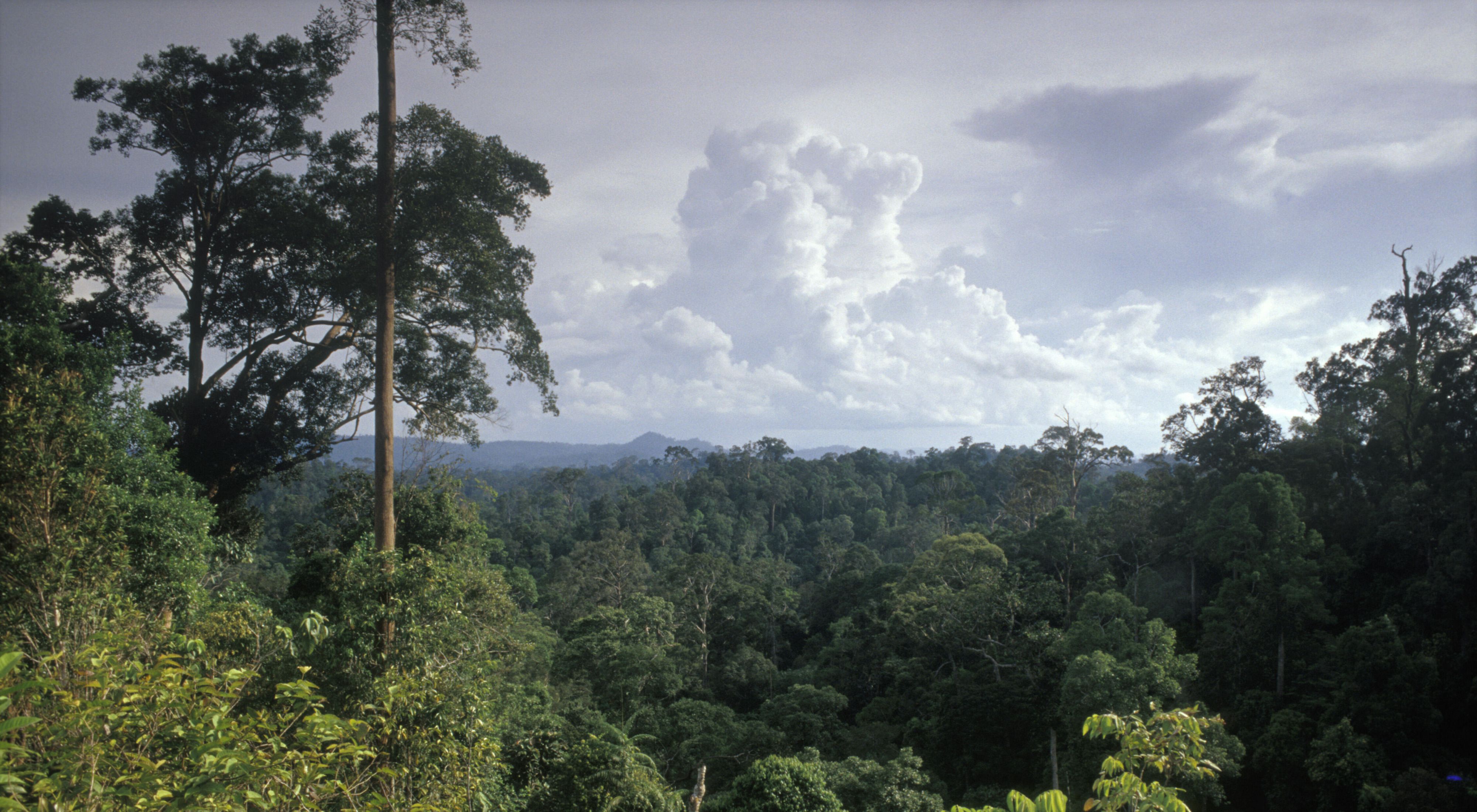 Hutan Kalimantan Timur