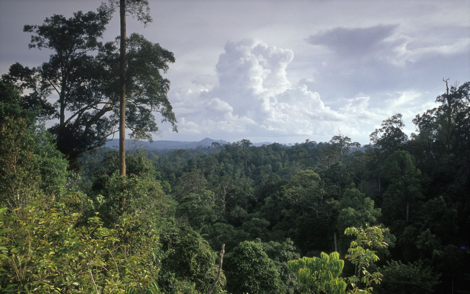 
                
                  East Kalimantan forest Evening view of the forest of East Kalimantan, Indonesia, Borneo west of Tanjungredeb and near the Lesan River.
                  © Mark Godfrey/TNC
                
              