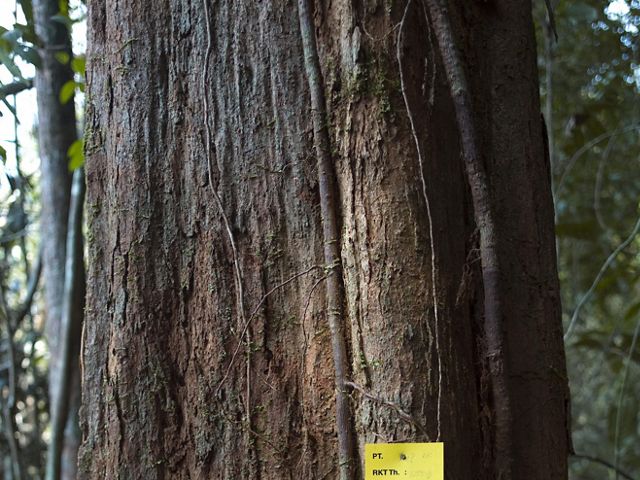 Tagged Tree