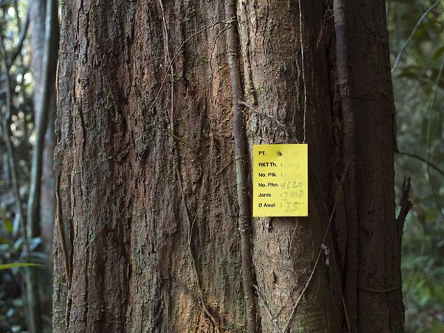 Tagged Tree