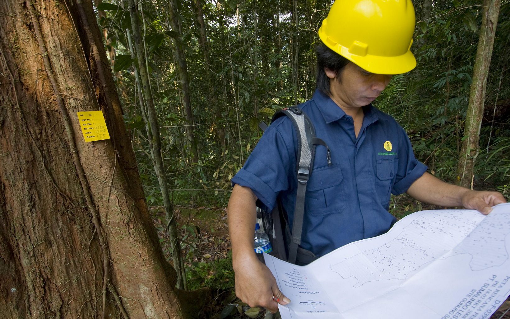 Perencana Penebangan Hutan Suryadi Mentemas mempelajari peta saat ia menandai pohon di areal HPH nomor empat di wilayah Kalimantan, Kalimantan, Indonesia. © Bridget Besaw
