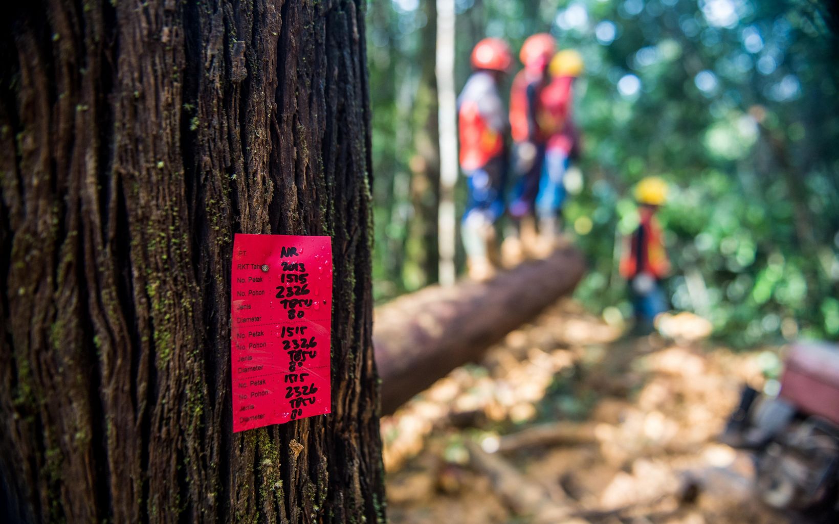 Areal HPH Tagged tree di areal HPH nomor empat di wilayah Kalimantan, di mana perusahaan penebangan telah diberikan izin untuk melanjutkan penebangan berdampak rendah (RIL).     © Nick Hall