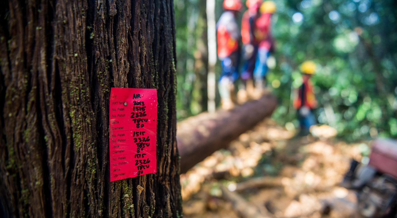 Pemetaan Hutan