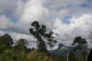 Hutan Kalimantan Timur