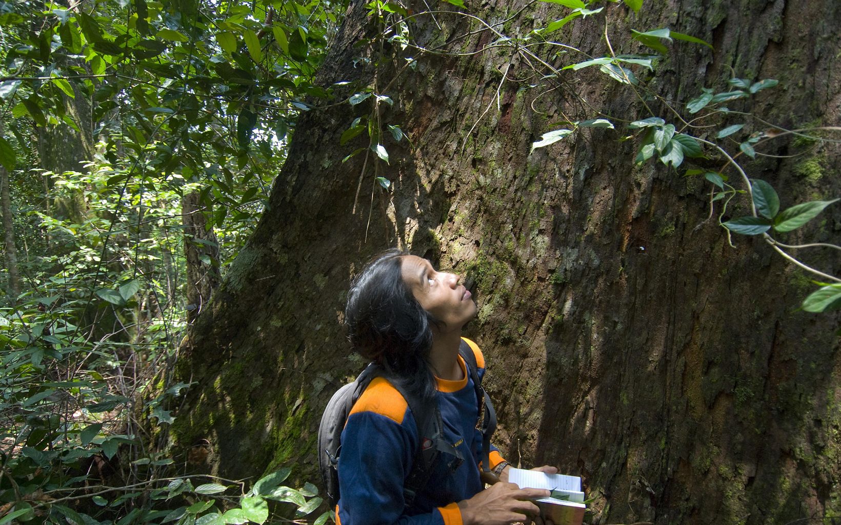 
                
                  Continuing Forest Research Forest guard Lebin Yen examining flora and fauna in the Wehea forest of Kalimanta, Borneo, Indonesia.
                  © Bridget Besaw
                
              