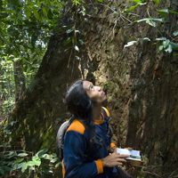 Penjaga hutan Lebin Yen memeriksa flora dan fauna di hutan Wehea Kalimantan, Kalimantan, Indonesia.