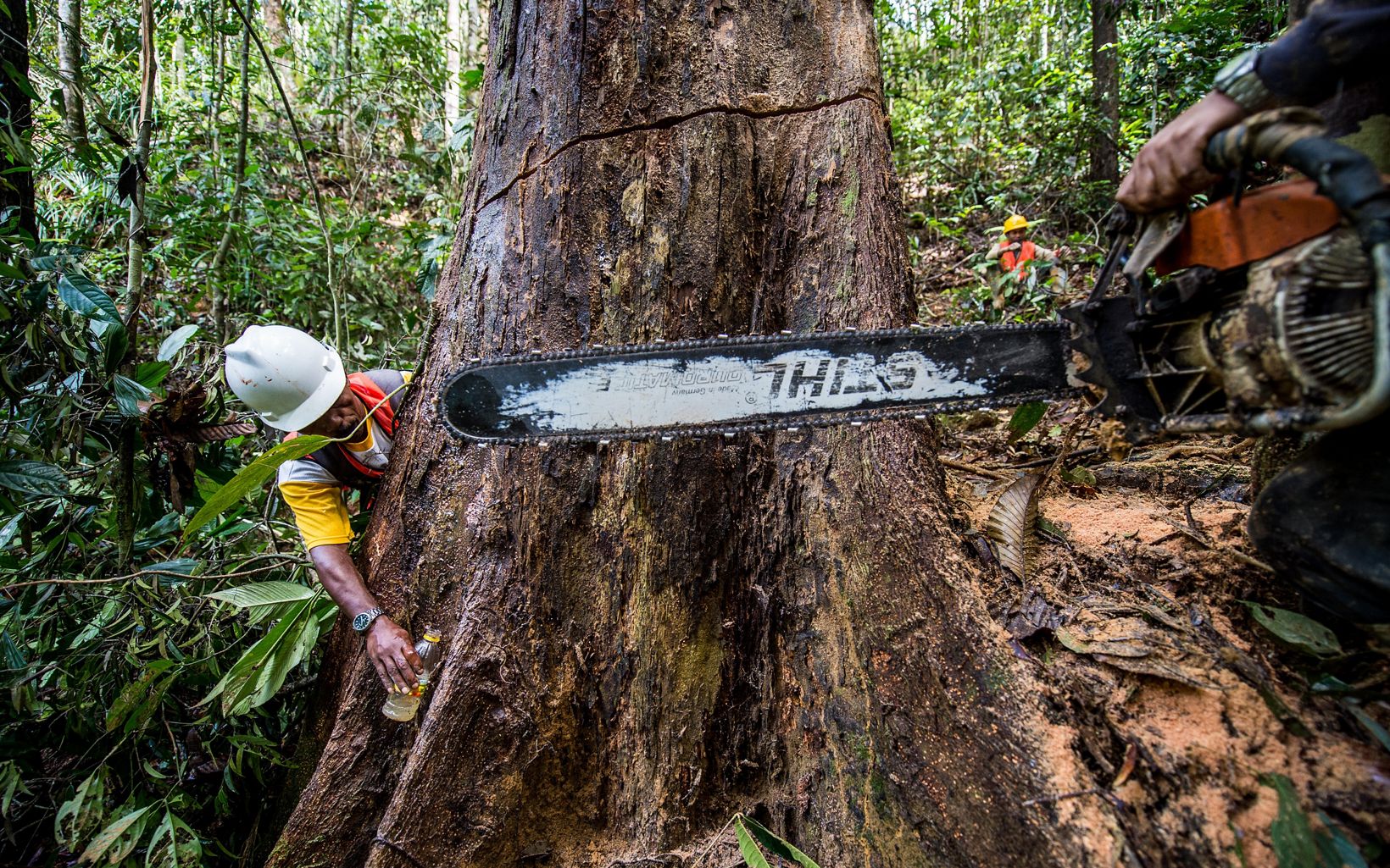 
                
                  Gergaji dan Pohon Bersiap untuk melihat pohon besar, Kalimantan Timur, Indonesia.
                  © Nick Hall
                
              