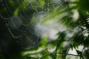 Spider web 