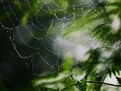 Spider web