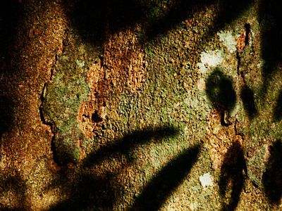 Leaf shadow