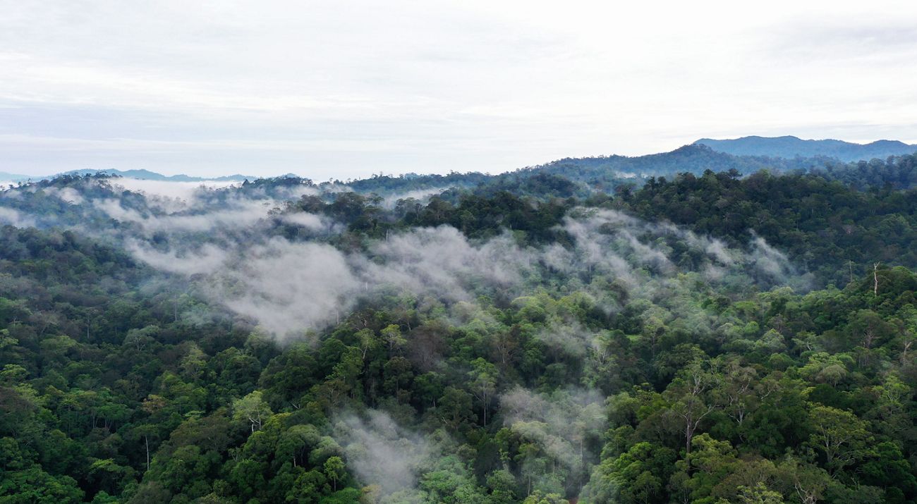 Hutan Lindung Kalimantan