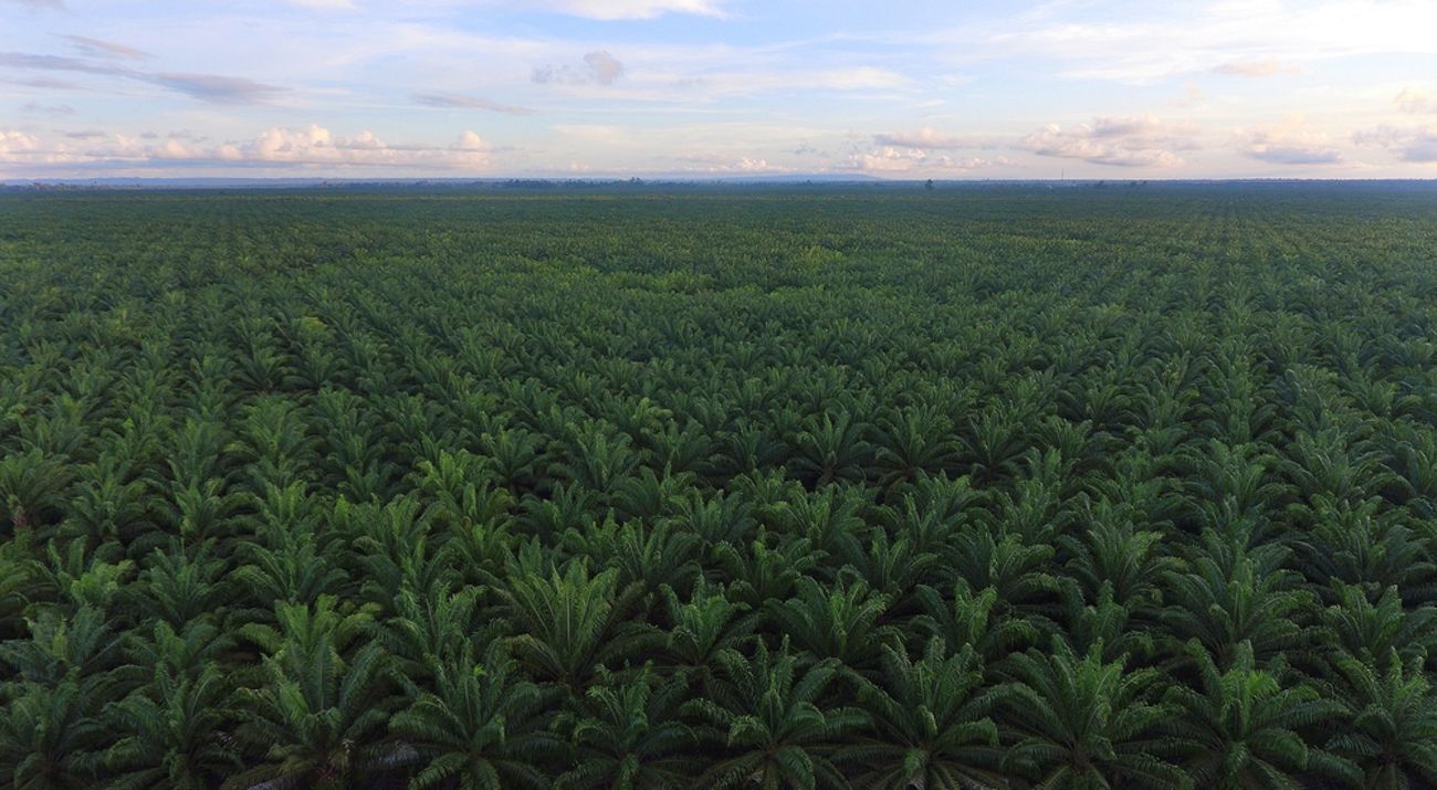 Palm plantations
