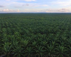 Perkebunan kelapa sawit mendominasi sektor pertanian di Berau sebanyak 92% dengan total sekitar 139 ribu ha per 2020.