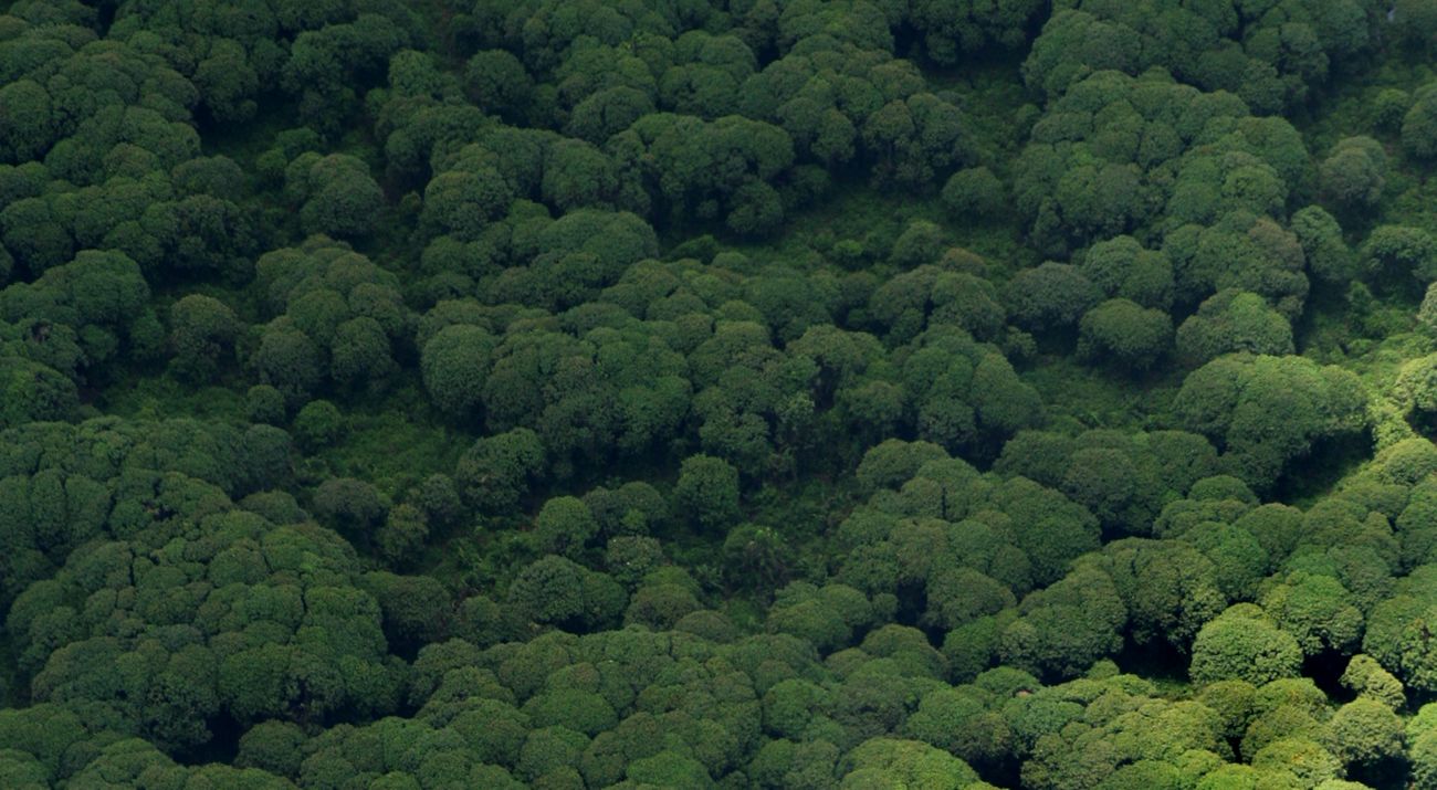 Tutupan Hutan Kalimantan