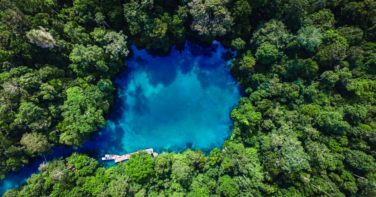 Nature Ril RIL-C: Strategi Pengelolaan Hutan Lestari