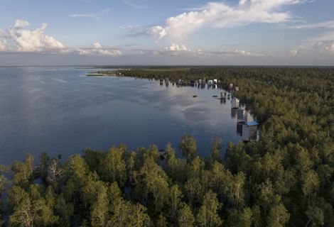 An aerial views of tropical peatland forest on Lake Siran, Muara Siran Village, Muara Kaman District, Kutai Kertanegara Regency, East Kalimantan on May 29th, 2023
East Kalimantan has 183,050 ha of peatland, in which 42,200 ha can be found in Muara Siran Village. Within the past decade (2009-2019), 7% of peat swamp forest in East Kalimantan has been converted into other uses. The Muara Siran peatland is crucial for the livelihoods of surrounding communities and provides habitat for many endemic species