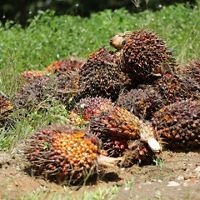 Masing-masing tanaman kelapa sawit ditempatkan dengan hati-hati dengan lebih dari 100 pohon untuk setiap areal lahan seukuran lapangan sepak bola