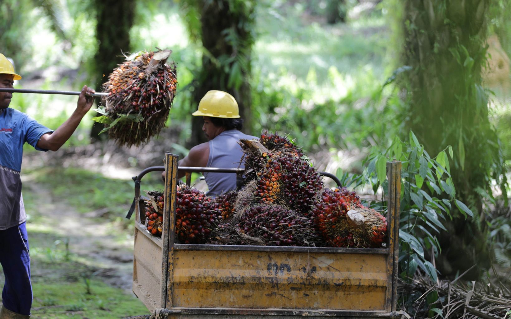 Oil palm harvest Sustainable oil palm plantation is one of YKAN’s efforts in encouraging alternative economic sources in East Kalimantan. © YKAN