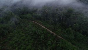 Lanskap Sawit Di Berau