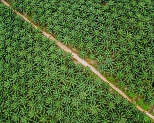 Pembangunan perkebunan kelapa sawit berkelanjutan dimulai dari perencanaan yang baik, serta sumber data yang akurat dan terkini. Foto diambil di wilayah perkebunan PT Yudha Wahana Abadi, Merapun, Berau.