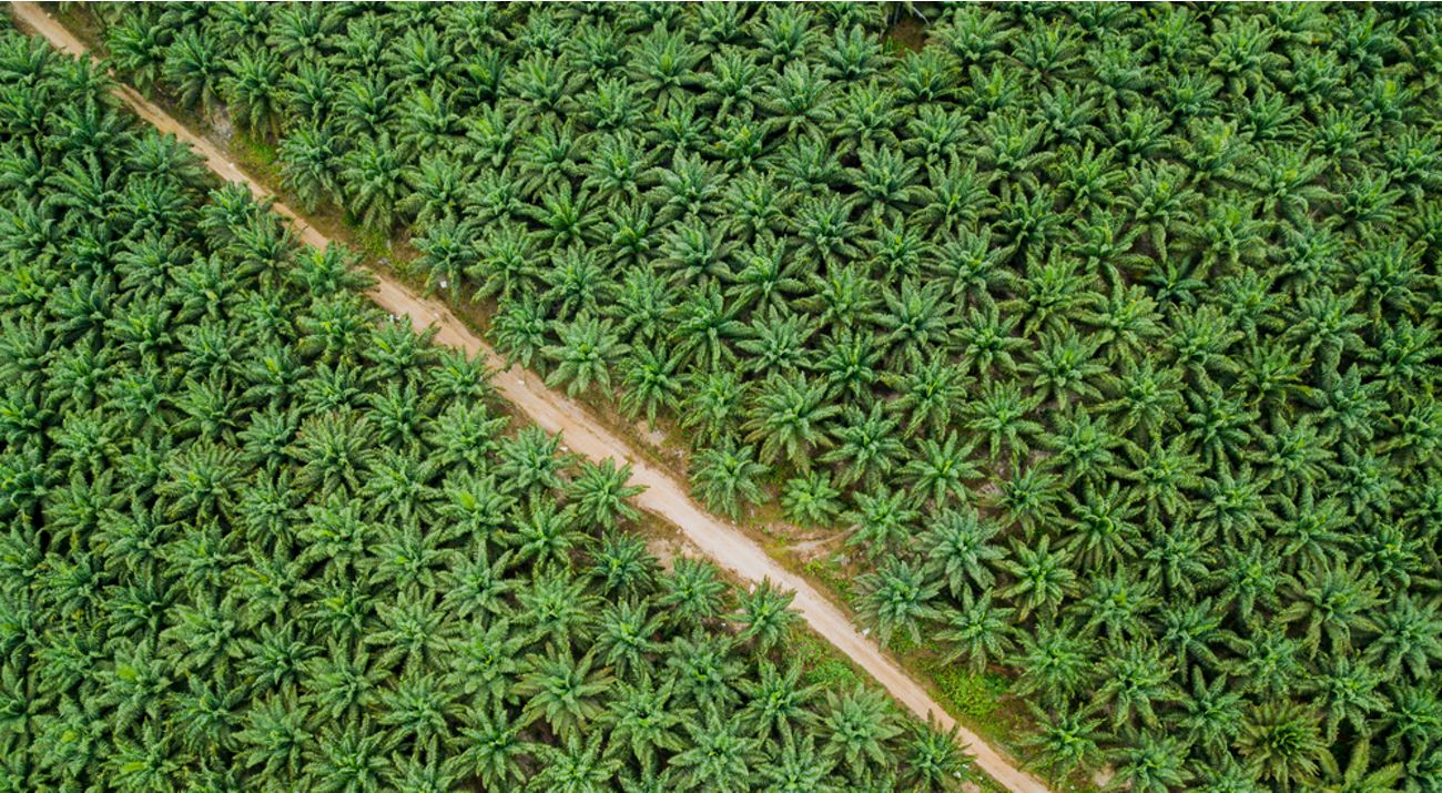 Palm Oil