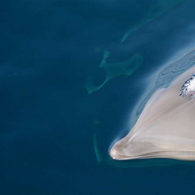 Cetacea dalam famili Delphinidae yang ditemukan di perairan Kepulauan Laut Sawu sampai laut dalam di Samudera Pasifik