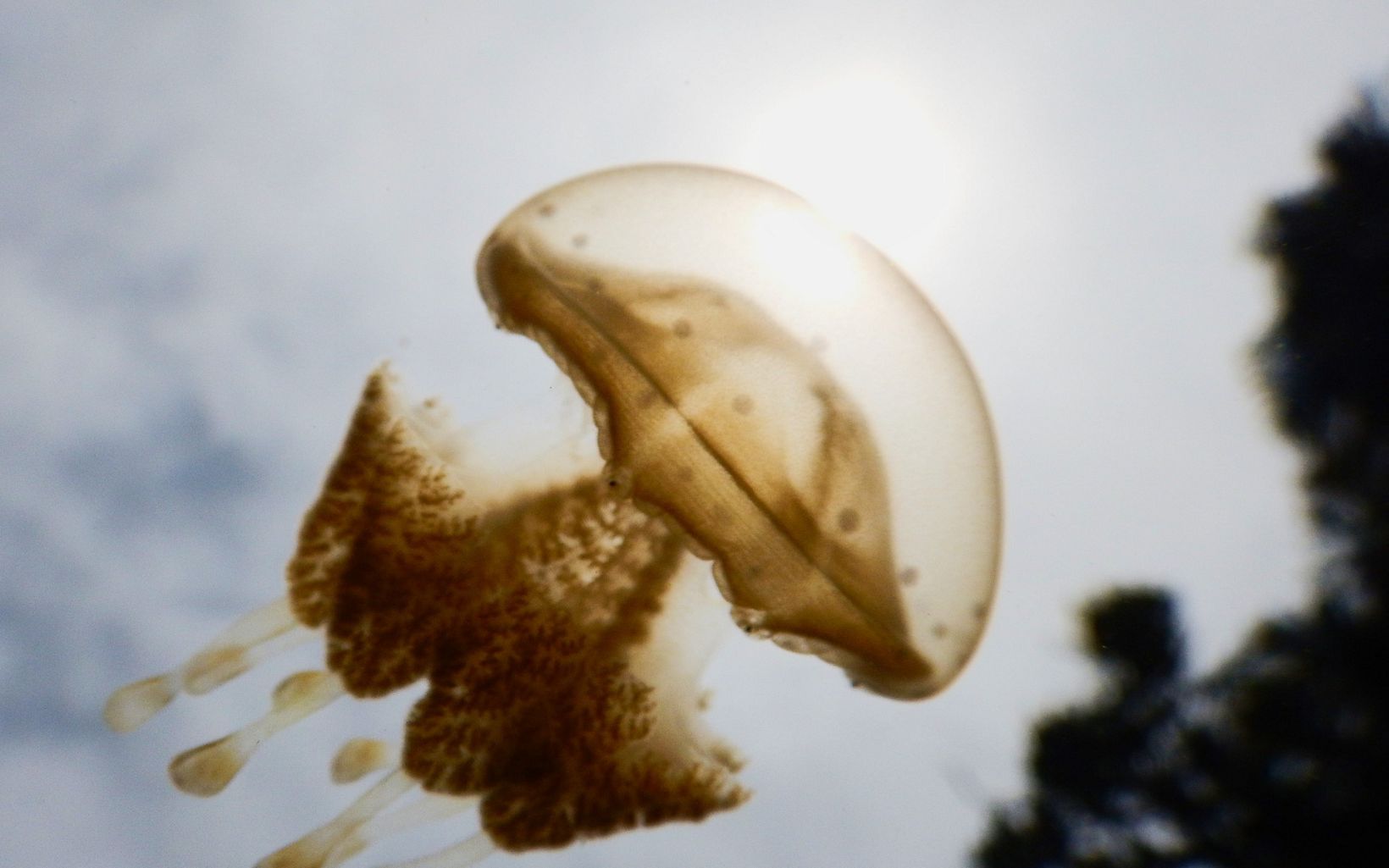 
                
                  Golden Jellyfish Misool, Raja Ampat, West Papua.
                  © Awaludinnoer
                
              