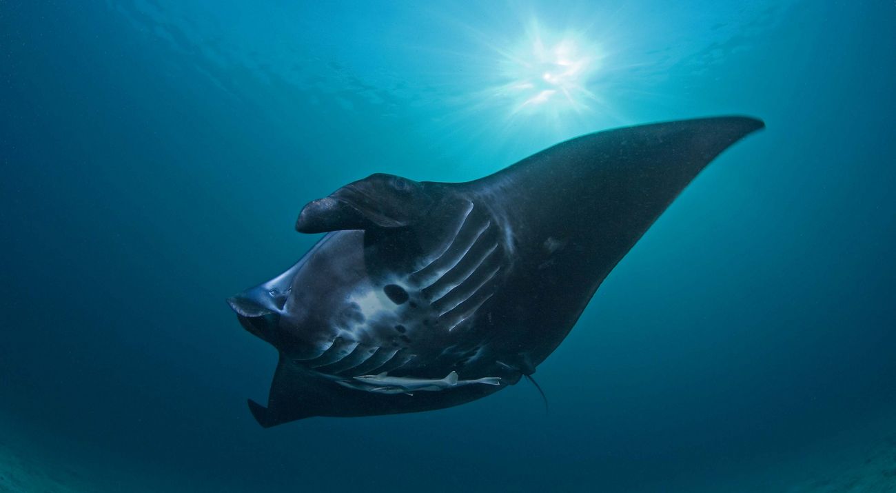 Manta Ray