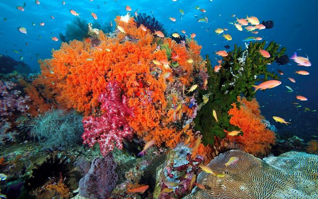 Underwater photo of healthy coral reef.