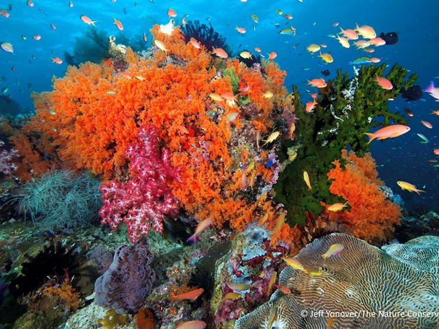 Underwater photo of healthy coral reef.