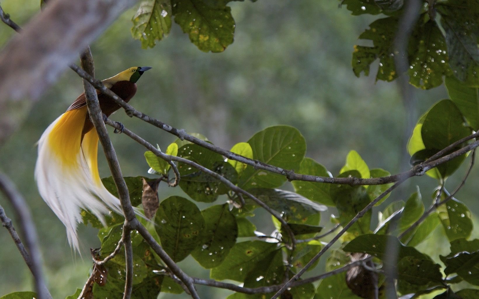 
                
                  Burung Cendrawasih Ditemukan di Misool, Raja Ampat
                  © Tim Laman
                
              