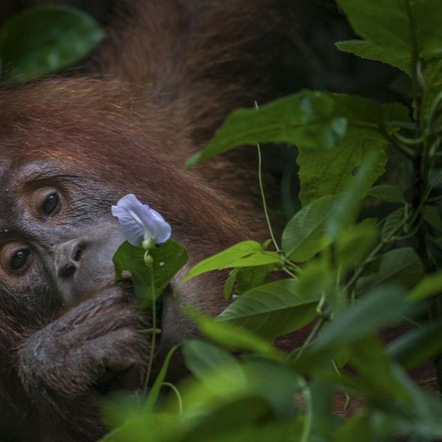 Salah satu dari ratusan anak Orangutan Sumatera yatim piatu mendapatkan pakan alami dari vegetasi Hutan Pinus Jantho, Aceh, Indonesia sebagai kawasan reintroduction dari program Sumatran Orangutan Conservation Programme pada 15 November 2018.