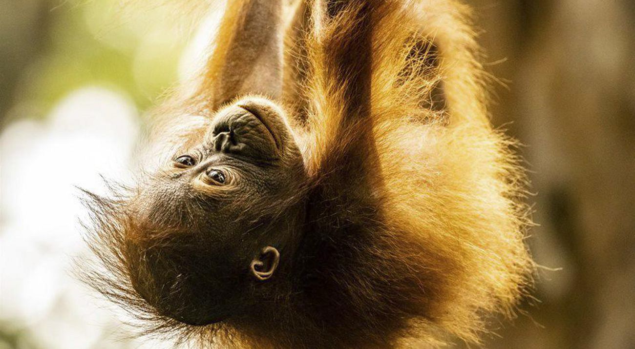 Orang utan habitat alami yang terancam punah