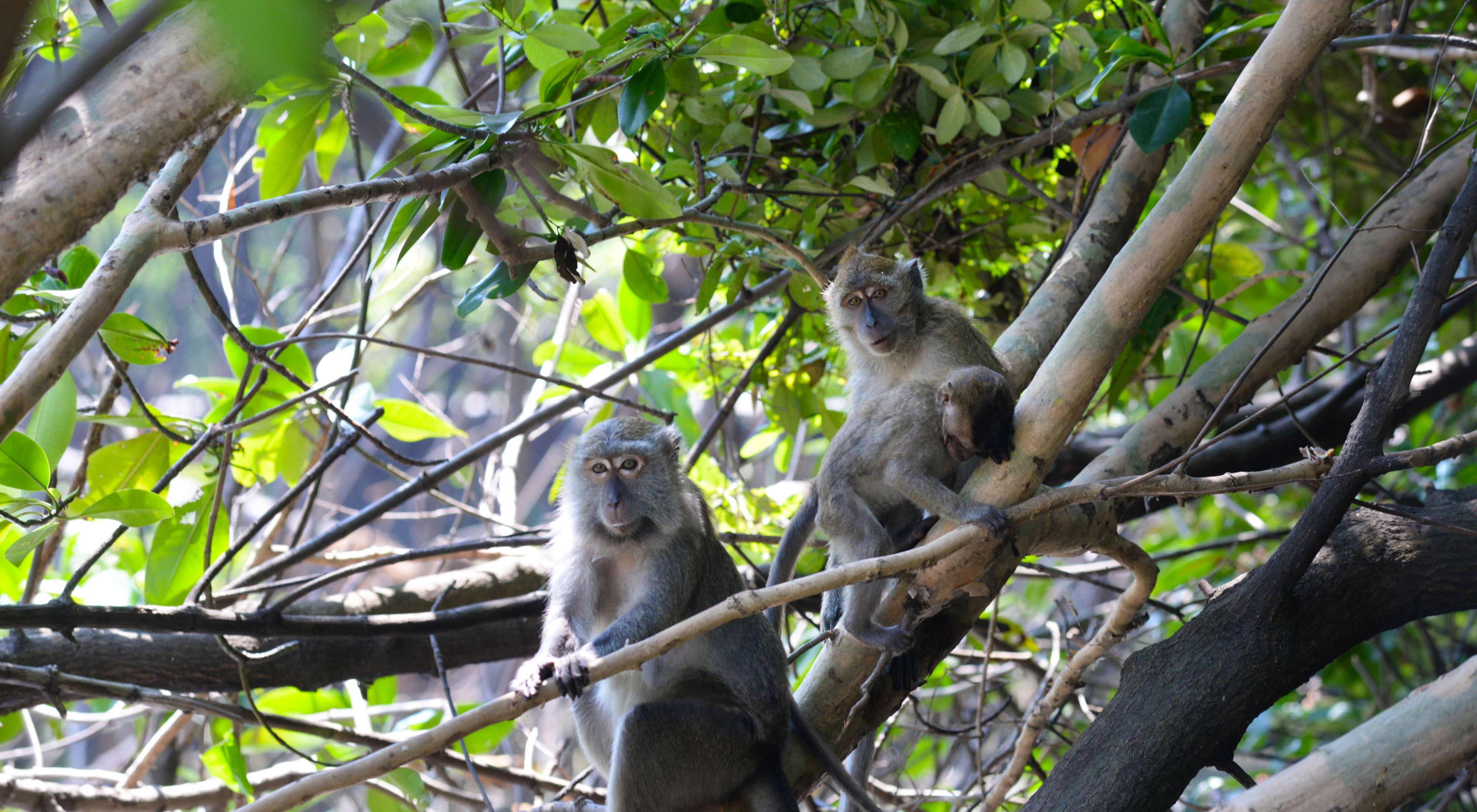 Monyet ekor panjang  bertengger di pepohonan mangrove