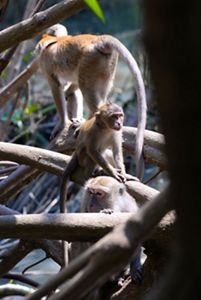 Macaca