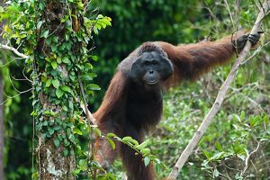 The habitat of the Bornean Orangutan is in tropical rainforest areas on the island of Borneo, in lowland areas to mountainous areas with an altitude of 1,500 m.